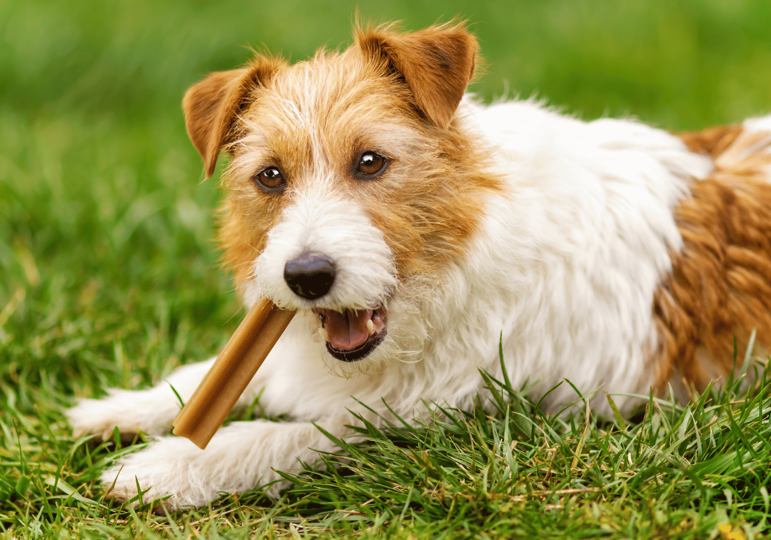 Fluffy brown-and-white dog lying on grass, chewing a brown bone toy toward the camera.